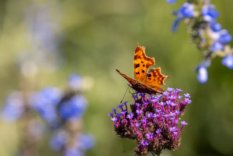 Vlinder op een bloem