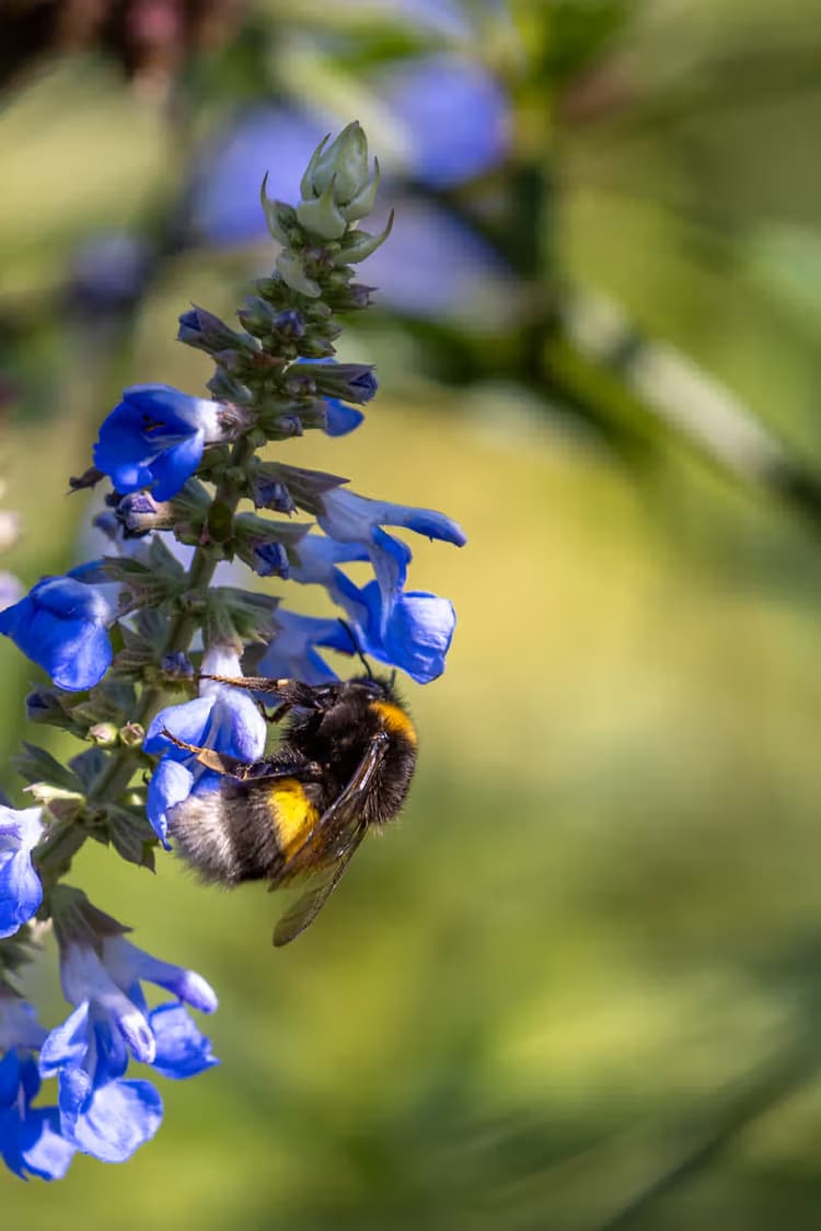 Bij op blauwe bloemen