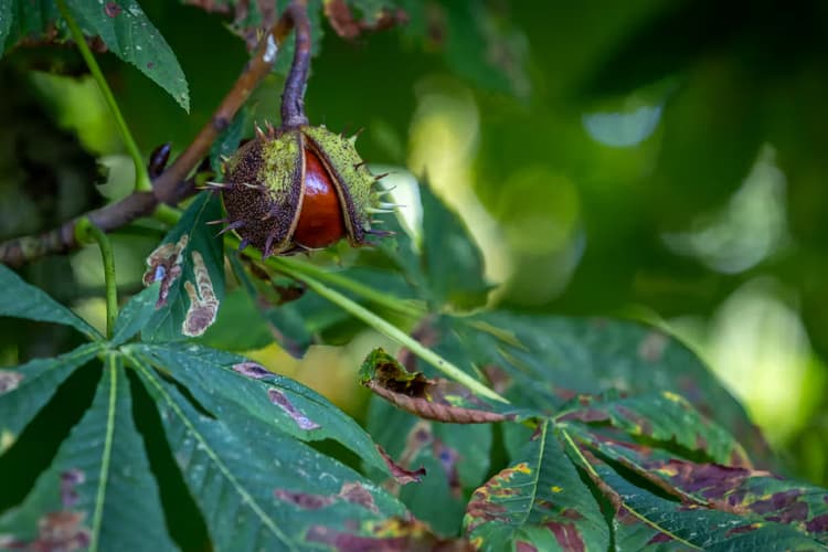Kastanje in de natuur