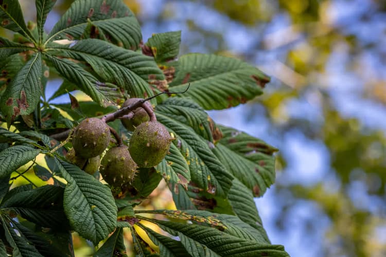 Paardenkastanje Vruchten