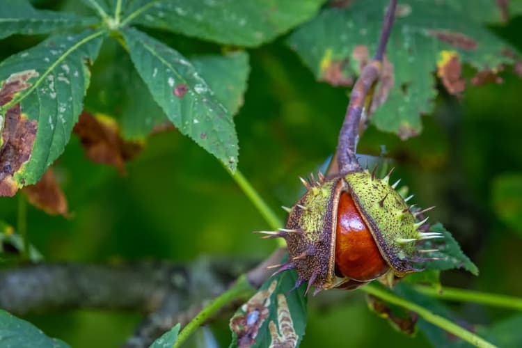 Paardekastanje vrucht