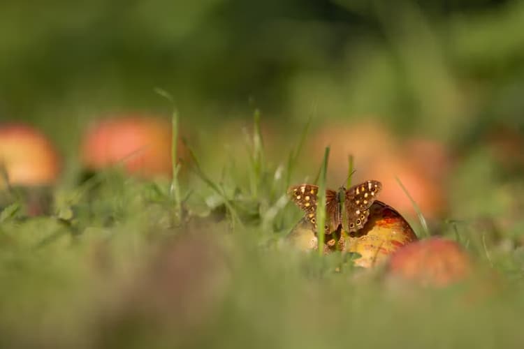 Vlinder op een appel