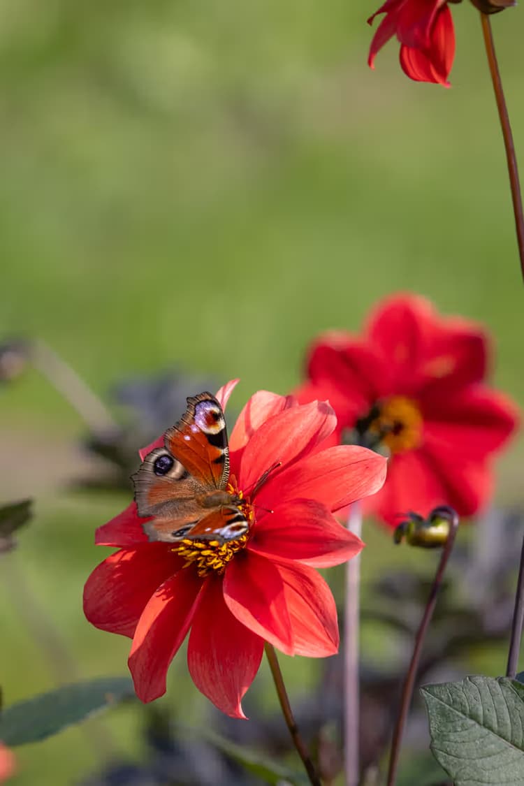 Vlinder op een bloem