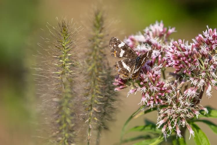 Vlinder op bloemen