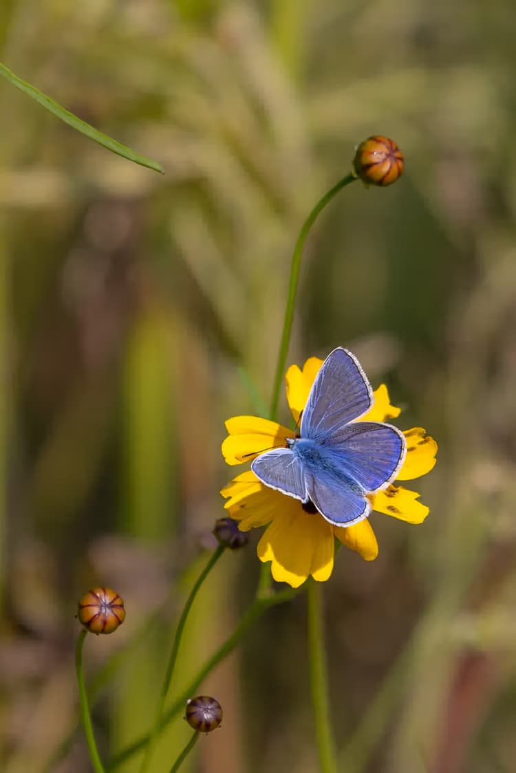 Blauwe Vlinder op Bloem