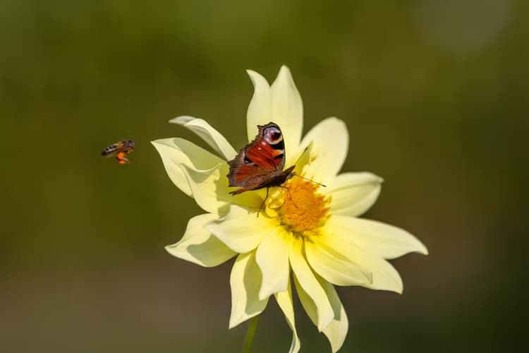 Vlinder op een bloem