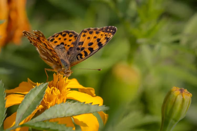 Vlinder op een bloem