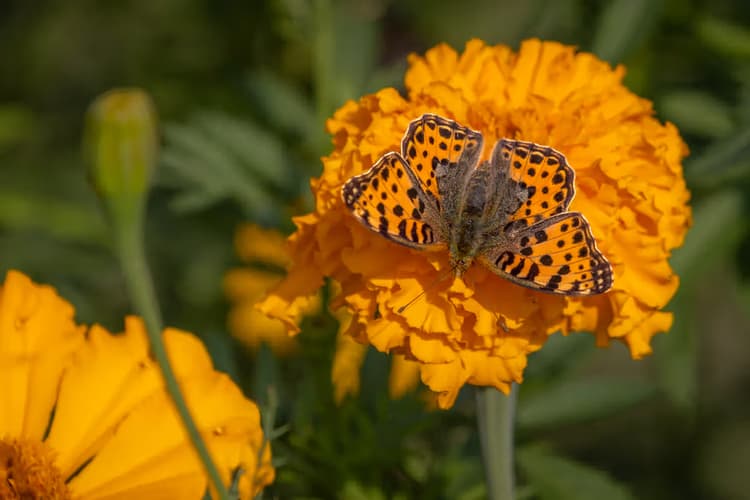 Vlinder op Goudsbloem