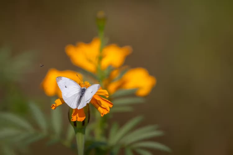 Witte Vlinder op Bloem