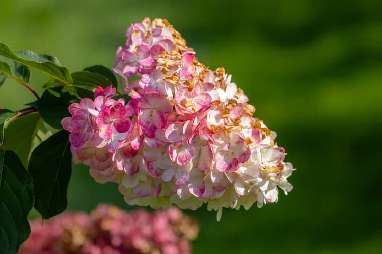 Kleurrijke Hortensia