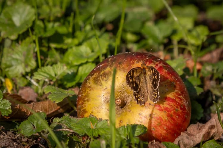 Vlinder op een appel