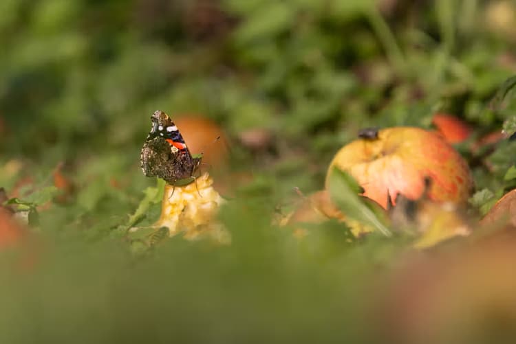 Vlinder op appelrestant