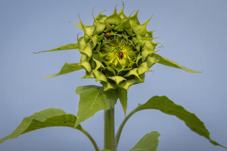 Groene Zonnebloemknop