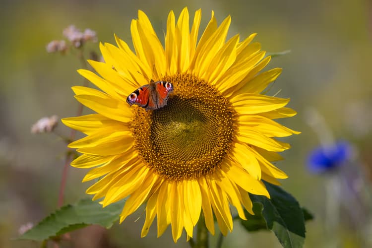 Zonnebloem met Vlinder