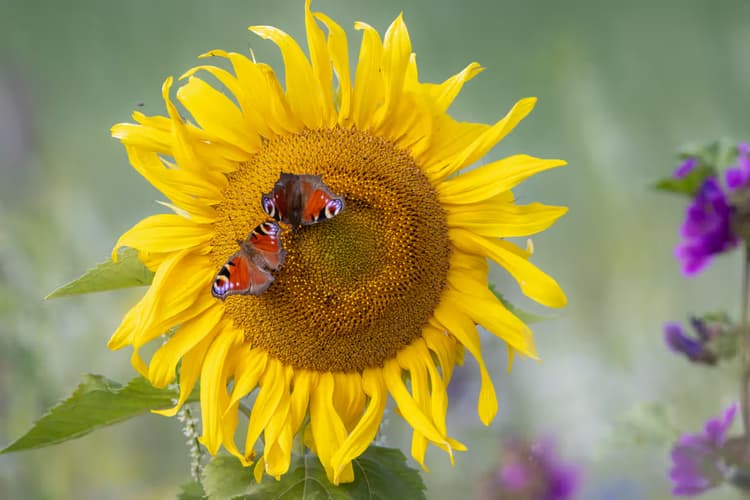 Zonnebloem met Vlinders