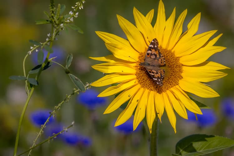 Vlinder op Zonnebloem