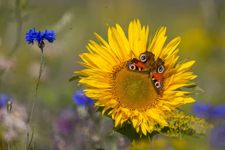 Zonnebloem en Vlinders