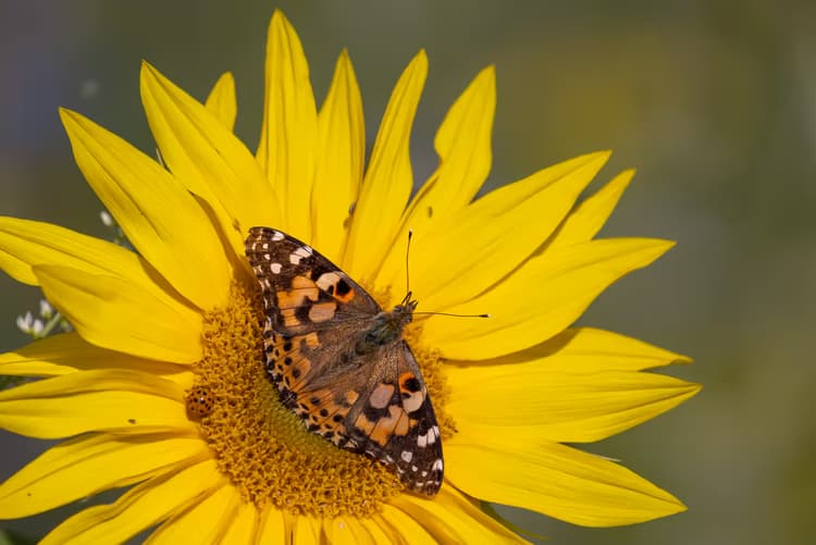Vlinder op Zonnebloem