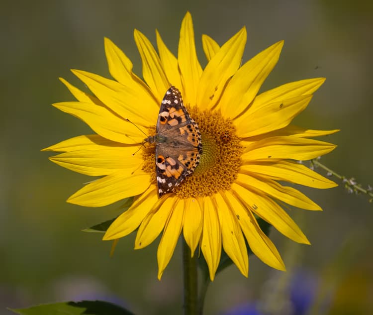 Vlinder op Zonnebloem