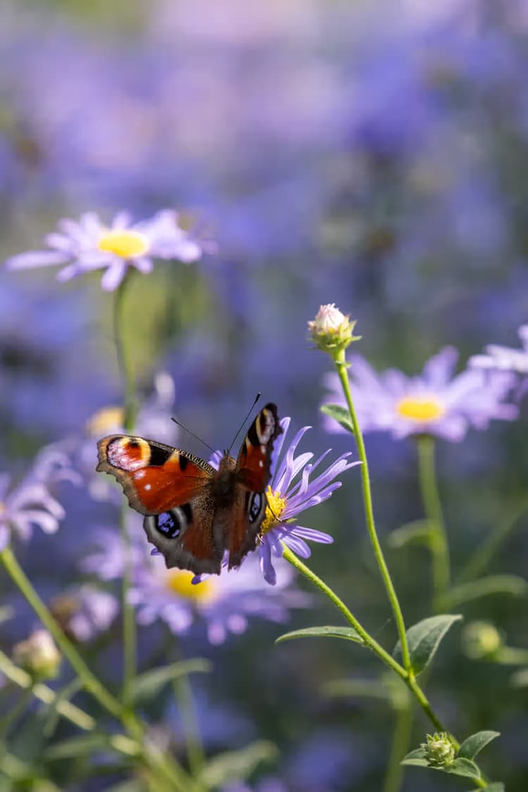 Vlinder op een bloem