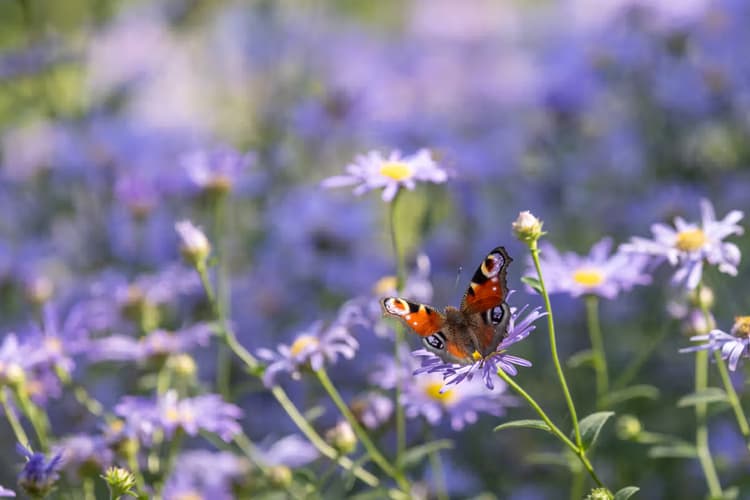 Vlinder op een bloem