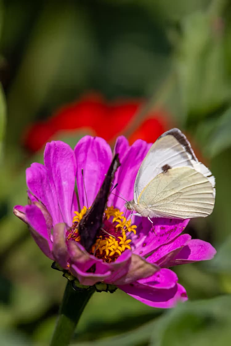 Vlinder op Zinnia