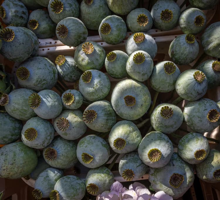 Mooie Papaverknoppen