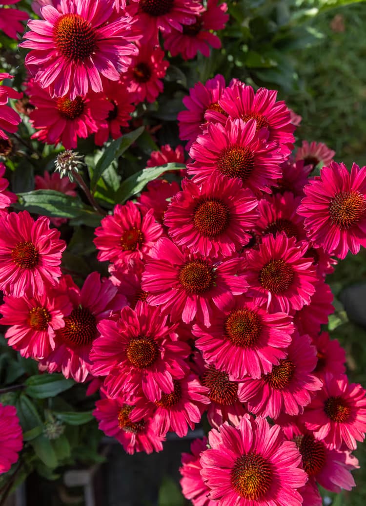 Felgekleurde Bloemen