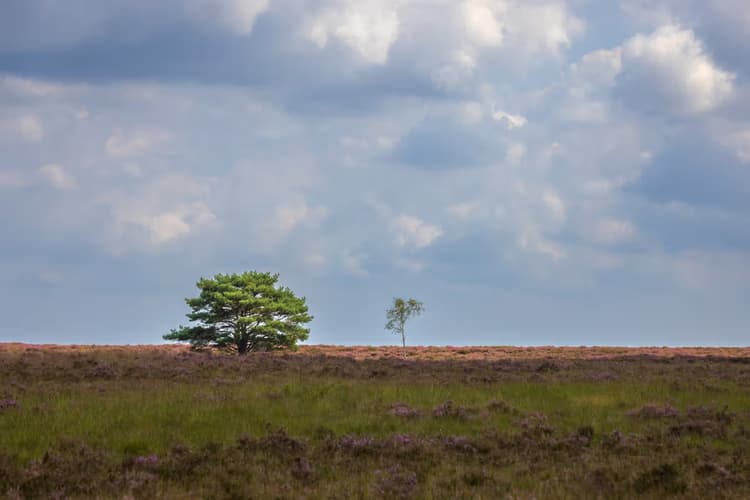 Eenzaam in de Natuur