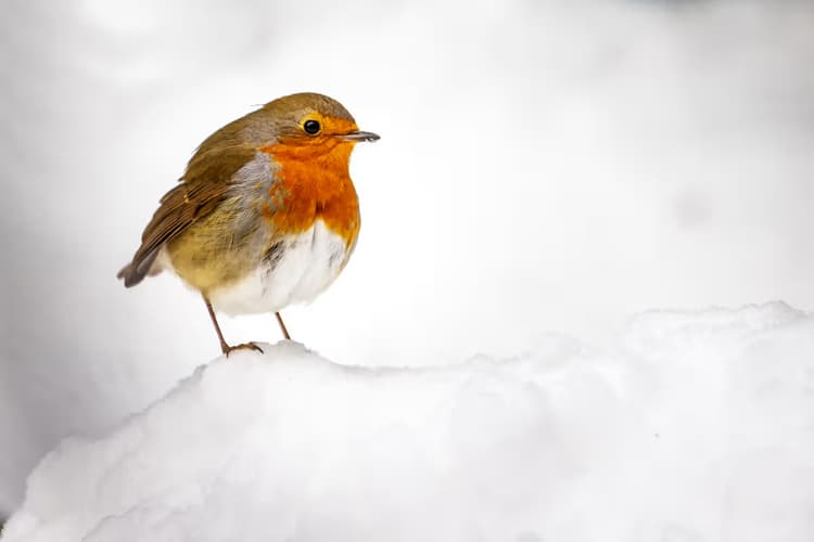 Roodborst in de sneeuw