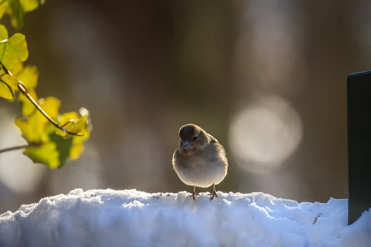 Vogeltje in de sneeuw