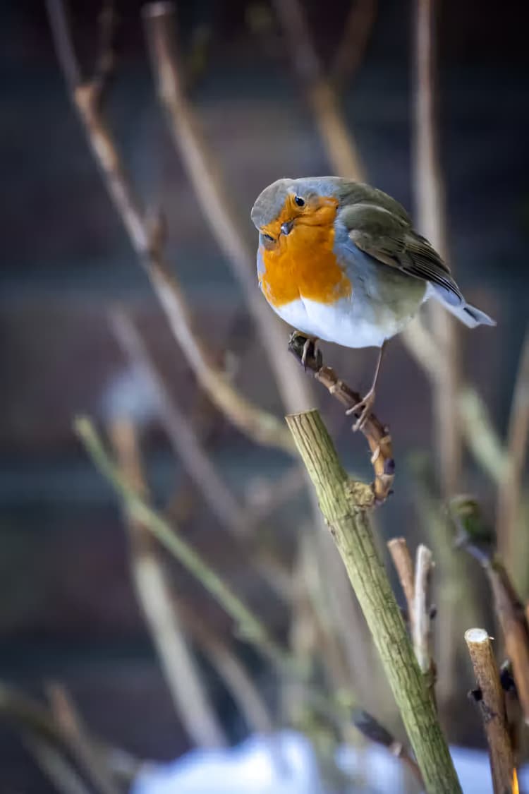 Roodborst in de sneeuw