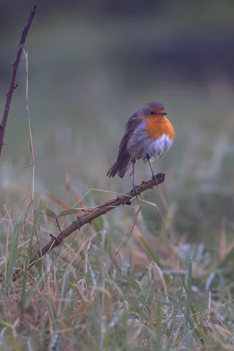 Roodborstje in de natuur