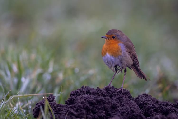 Roodborst op de grond