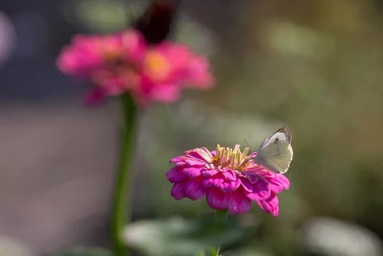 Vlinder op Zinnia
