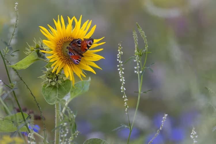 Vlinders op Zonnebloem