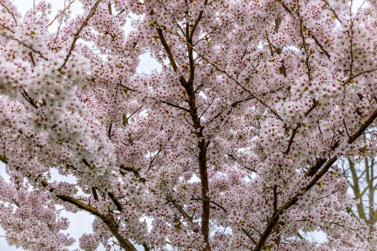 Bloeiende Kersenboom