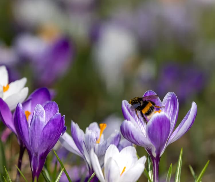 Bij op een krokus