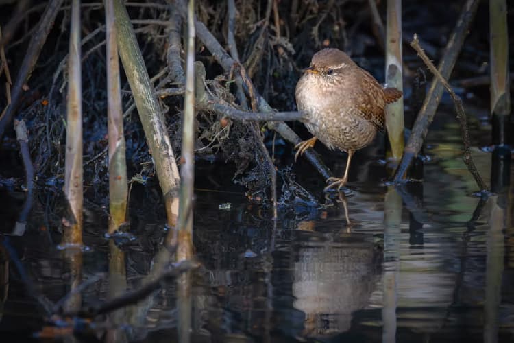 Waterspreeuw in actie