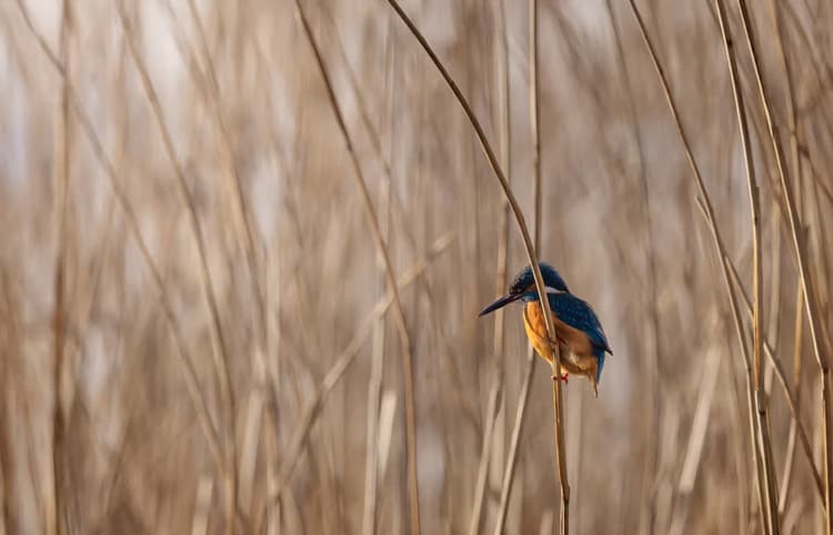 IJsvogel in het riet