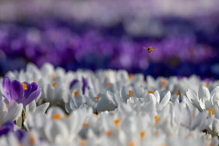Krokussen en Bijen