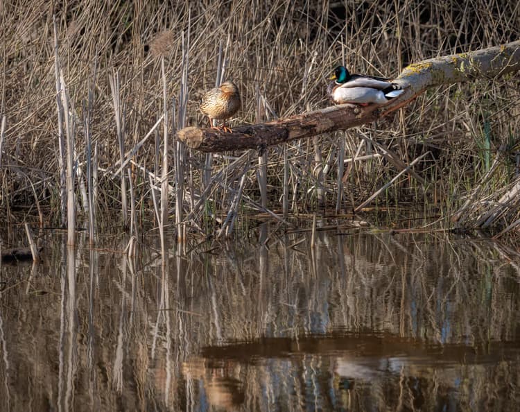 Eenden aan het water